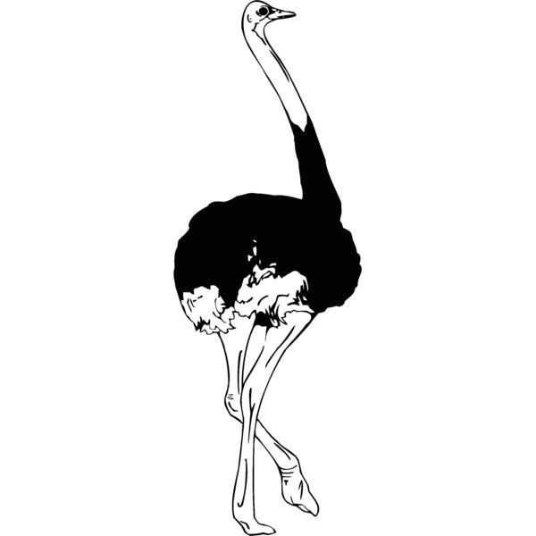 ostrich Thumbnail