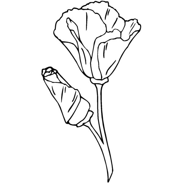 california poppy Thumbnail